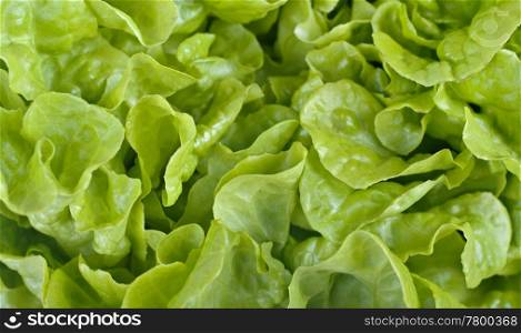 great image of lovely fresh lettuce for salad background