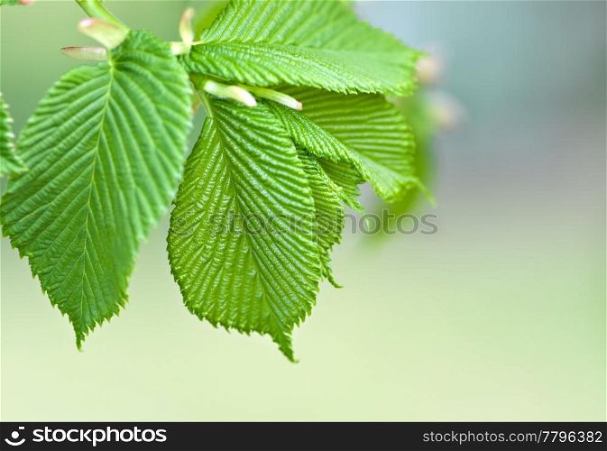 great image of nice green leaves in spring. green leaves