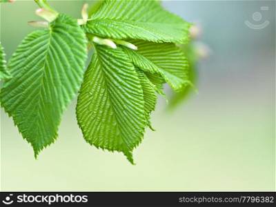 great image of nice green leaves in spring. green leaves