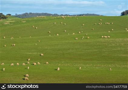 great image of sheep in rolling green hills of grass. sheep in the field