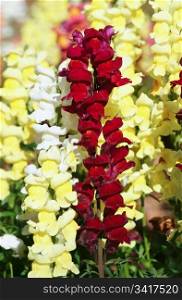 great image of some colourful snapdragon flowers