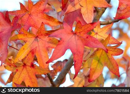 great image of some nice red and orange autumn leaves. autumn leaves background
