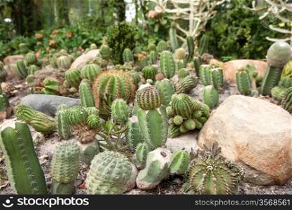 great image of some prickly cacti cactus plants