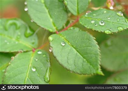 great image of water drops on leaves