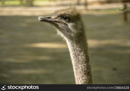Great looking and long-necked ostrich summer day. Great looking and ostrich
