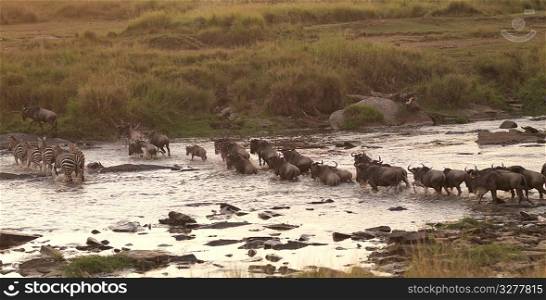Great Migration river crossing in Kenya Africa