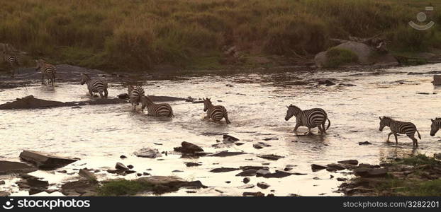 Great Migration river crossing in Kenya Africa