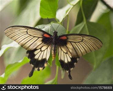 Great Mormon (Papilio memnon agenor) The Great Mormon is a butterfly that feeds on citruses, It is quite common in Singapore