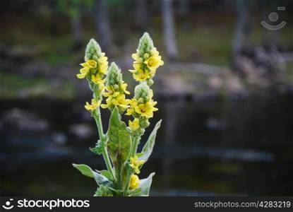 Great mullein close up by the riverside