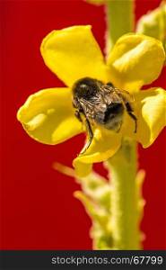 Great mullein medicinal plant with flower and humble-bee. Great mullein medicinal plant with flower and humblebee