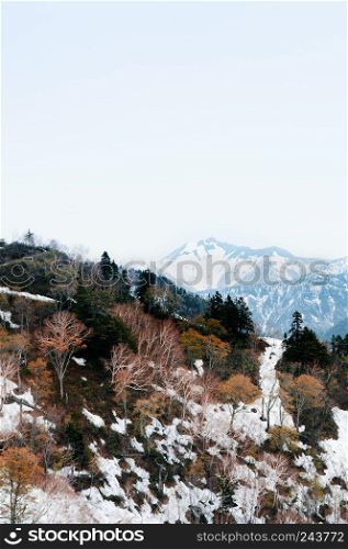 Great nature view of snow mountain and alpine tree on Tateyama Kurobe Alpine Route - Japan Alps. Toyama - Japan