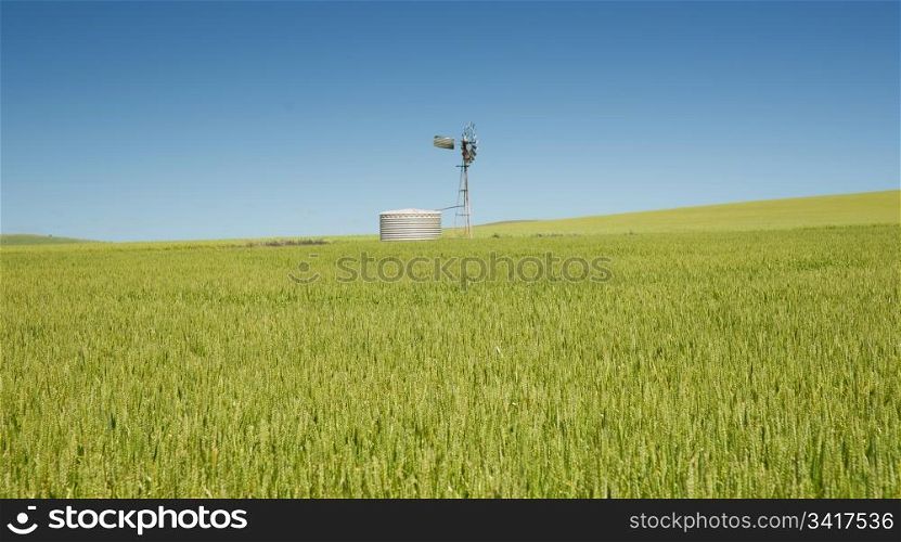 great panoramic image of a field of wheat in the country