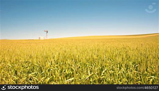 great panoramic image of a field of wheat in the country