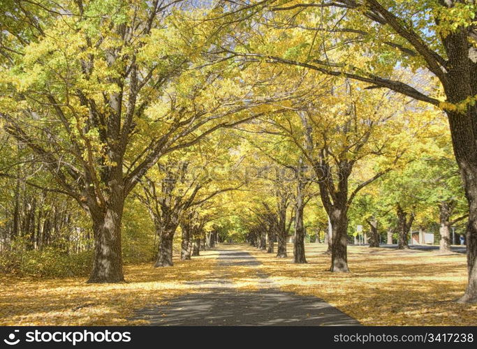 great path through the trees in autumn