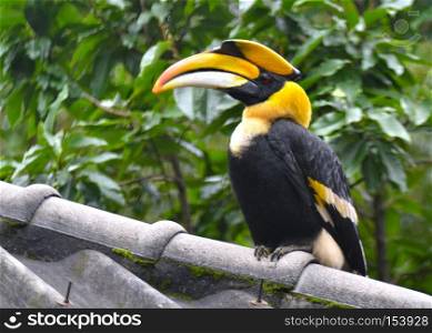 Great Pied Hornbill in the nature, Thailand