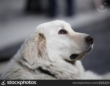 great pyrenees dog Powerful, independent, Fearless, highly protective. great pyrenees dog
