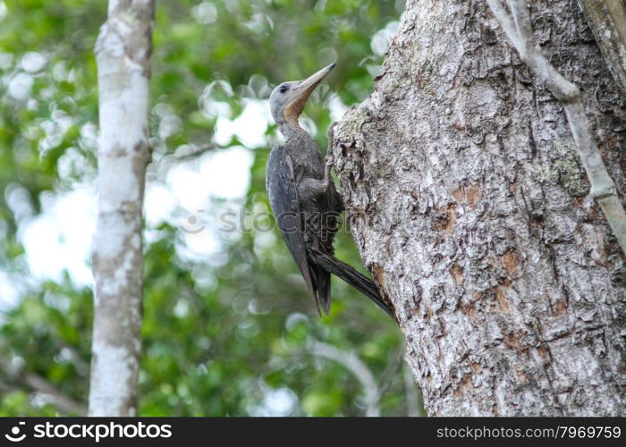 great slaty woodpacker on a branch in forest