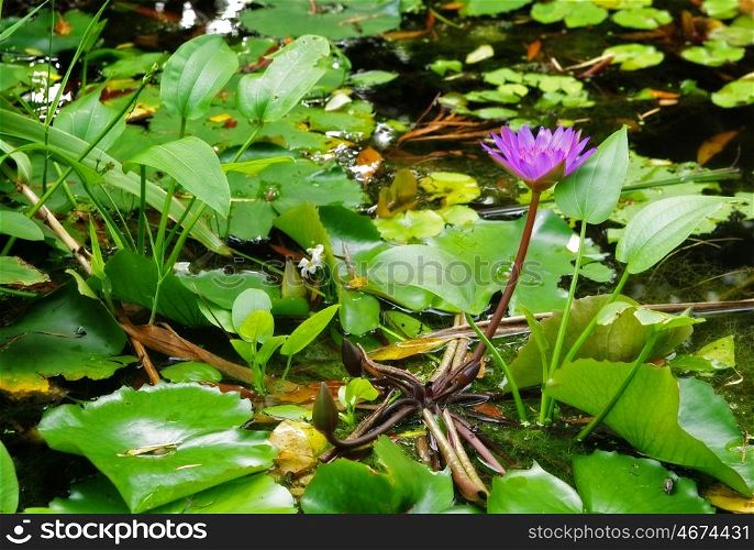 great soft focus image of a water lilly in a garden pond