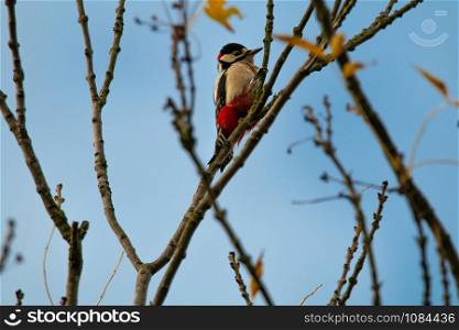 Great spotted sitting on branch background blue sky. Colorful Great Spotted Woodpecker