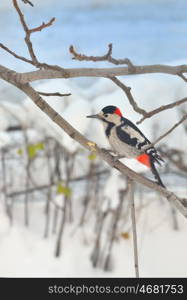 Great Spotted Woodpecker (Dendrocopos major)