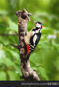 Great Spotted Woodpecker (Dendrocopos major) closeup on green background