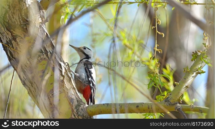 Great Spotted Woodpecker in spring forest