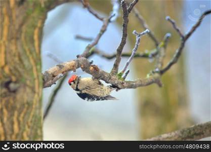 Great spotted woodpecker on tree