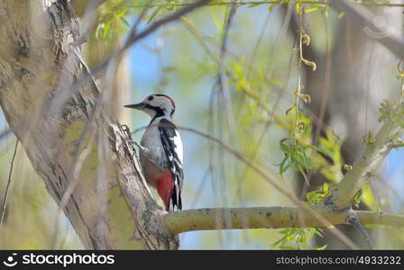 Great spotted Woodpecker perched on a birch branch