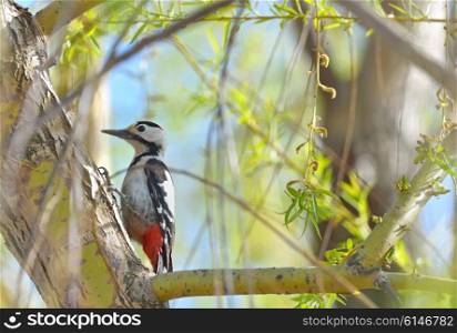 Great spotted Woodpecker perched on a birch branch