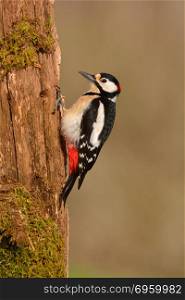 Great spotted woodpecker perched on a log.. Great spotted woodpecker, Dendrocopos major perched on a log.