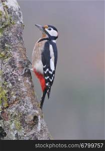 Great spotted woodpecker perched on a log in the rain