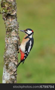 Great spotted woodpecker perched on a log in the rain