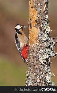Great spotted woodpecker perched on a log in the rain