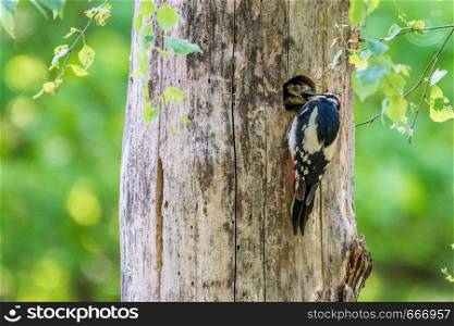 Great spotted woodpecker with juvenile in tree