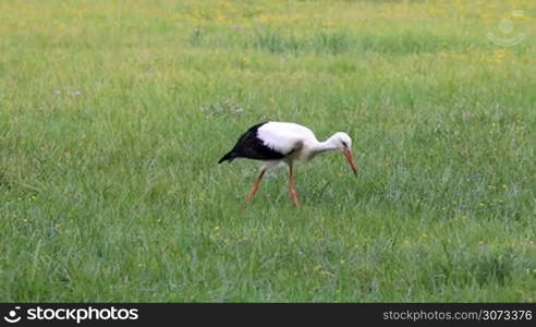 Great stork foraging in a wet meadow