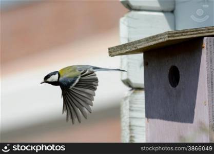 great tit at her nest