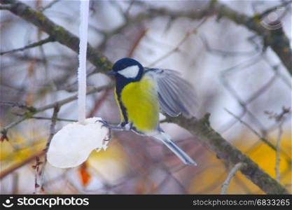 great tit eats bacon on the wing. great tit eats bacon on the wing in winter