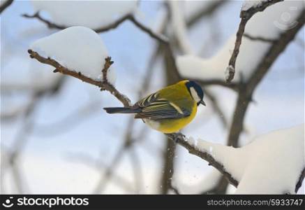 Great tit on a snowy branch