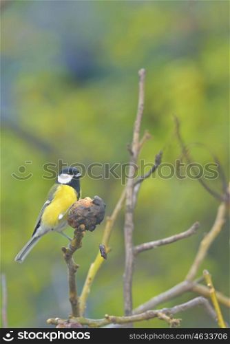 Great tit on a tree branch