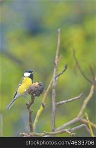 Great tit on a tree branch