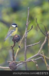 Great tit on a tree branch in autumn