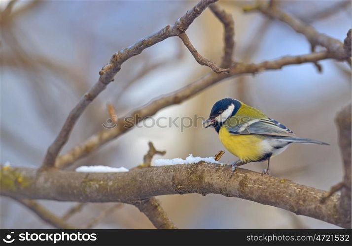Great tit on branch in winter forest