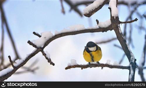 Great Tit (Parus major) on a twig in winter time