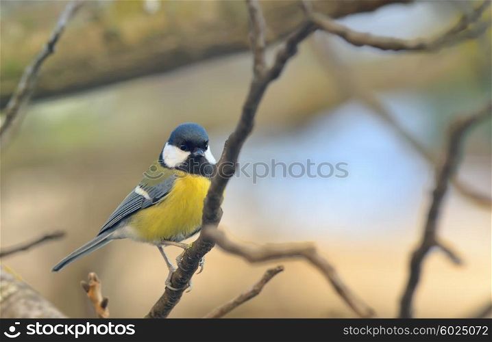 Great Tit (Parus major) resting on a branch
