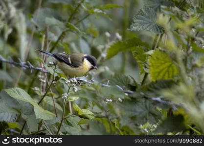 Great Tit perched on a strand of barbed wire