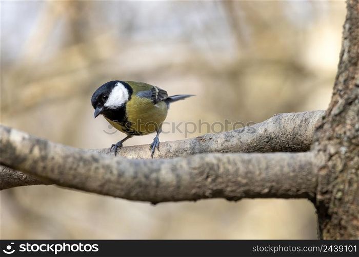 Great Tit resting on a branch