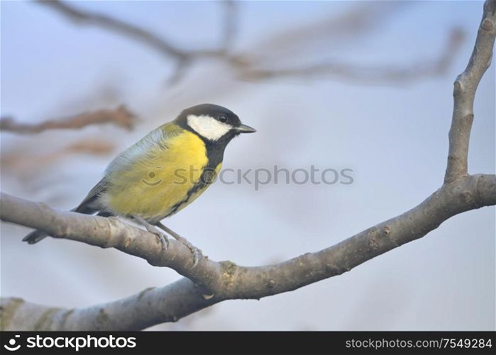 Great Tit Sits On Twisted Branches