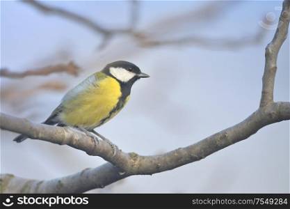 Great Tit Sits On Twisted Branches