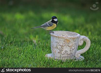 great tit sitting on a ceramic cup with food