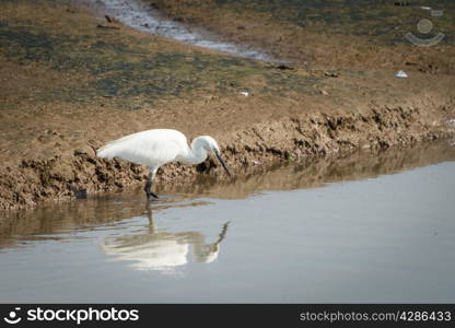 Great white egret, Ardea alba, fishing.